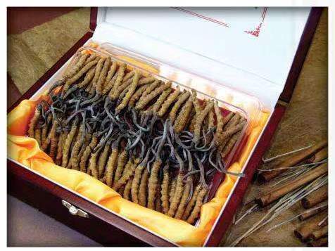 鸡东冬虫夏草回收